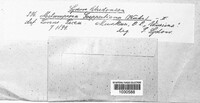 Calyptospora columnaris image
